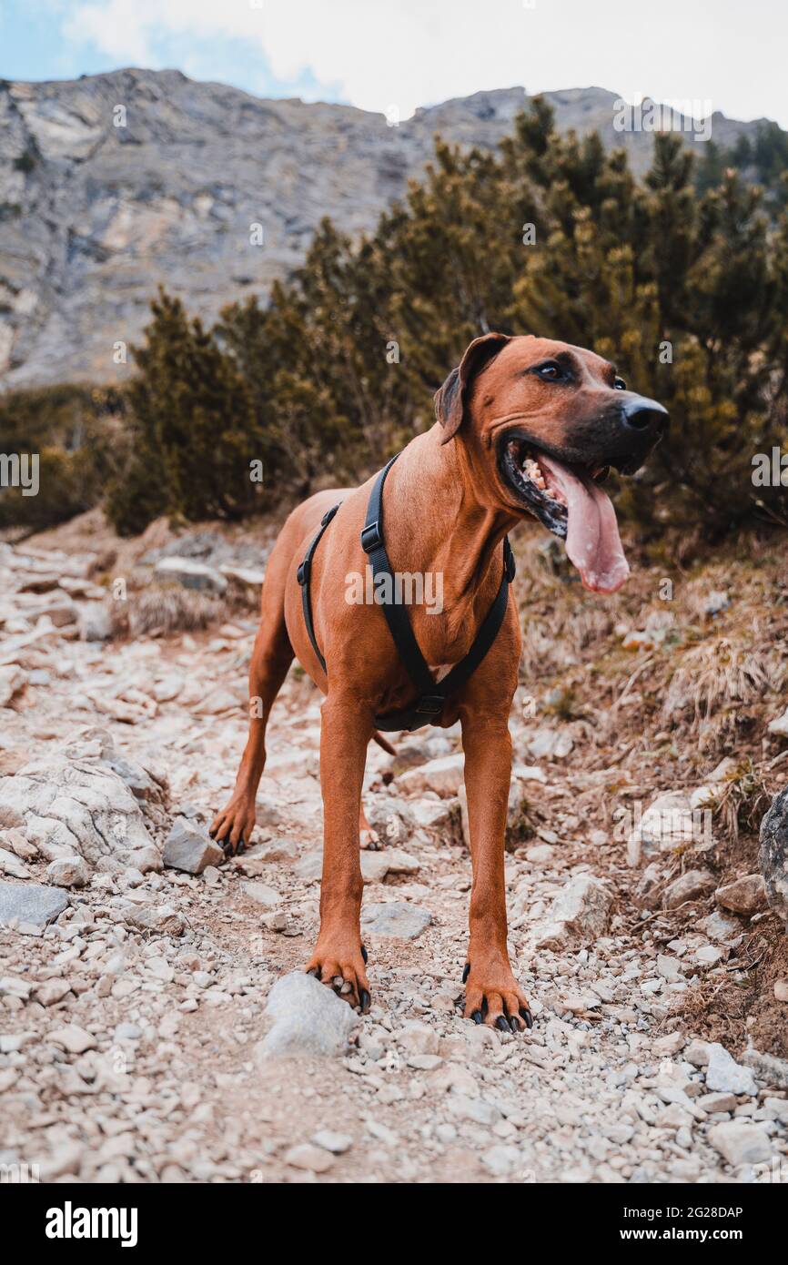 Ridgeback Rhodesien con cappotto marrone/dorato nelle alpi austriache (Vilsalpsee). Forrest, rocce e montagna. Il naso nero e gli occhi marroni rendono il cane carino Foto Stock
