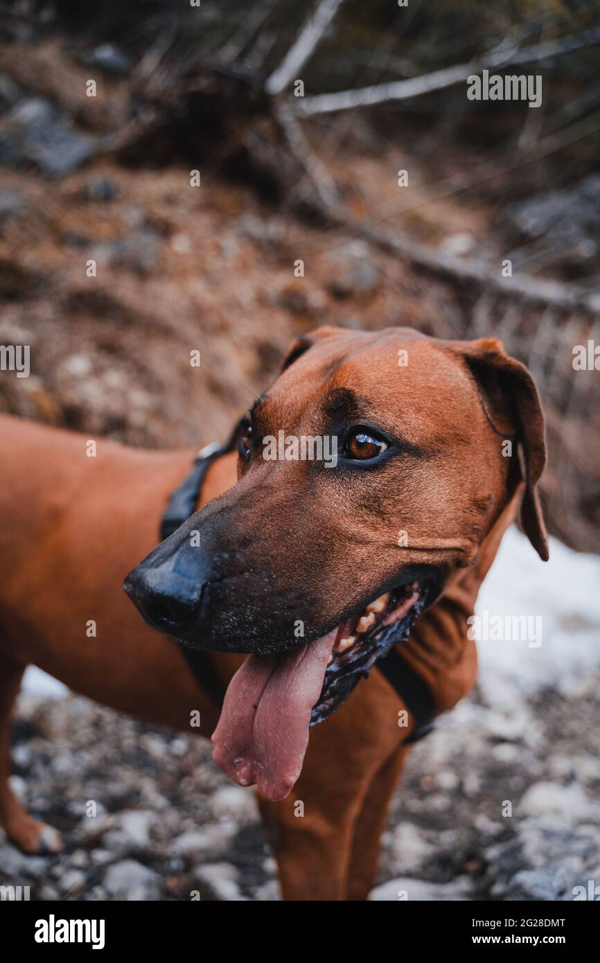 Ridgeback Rhodesien con cappotto marrone/dorato nelle alpi austriache (Vilsalpsee). Forrest, rocce e montagna. Il naso nero e gli occhi marroni rendono il cane carino Foto Stock