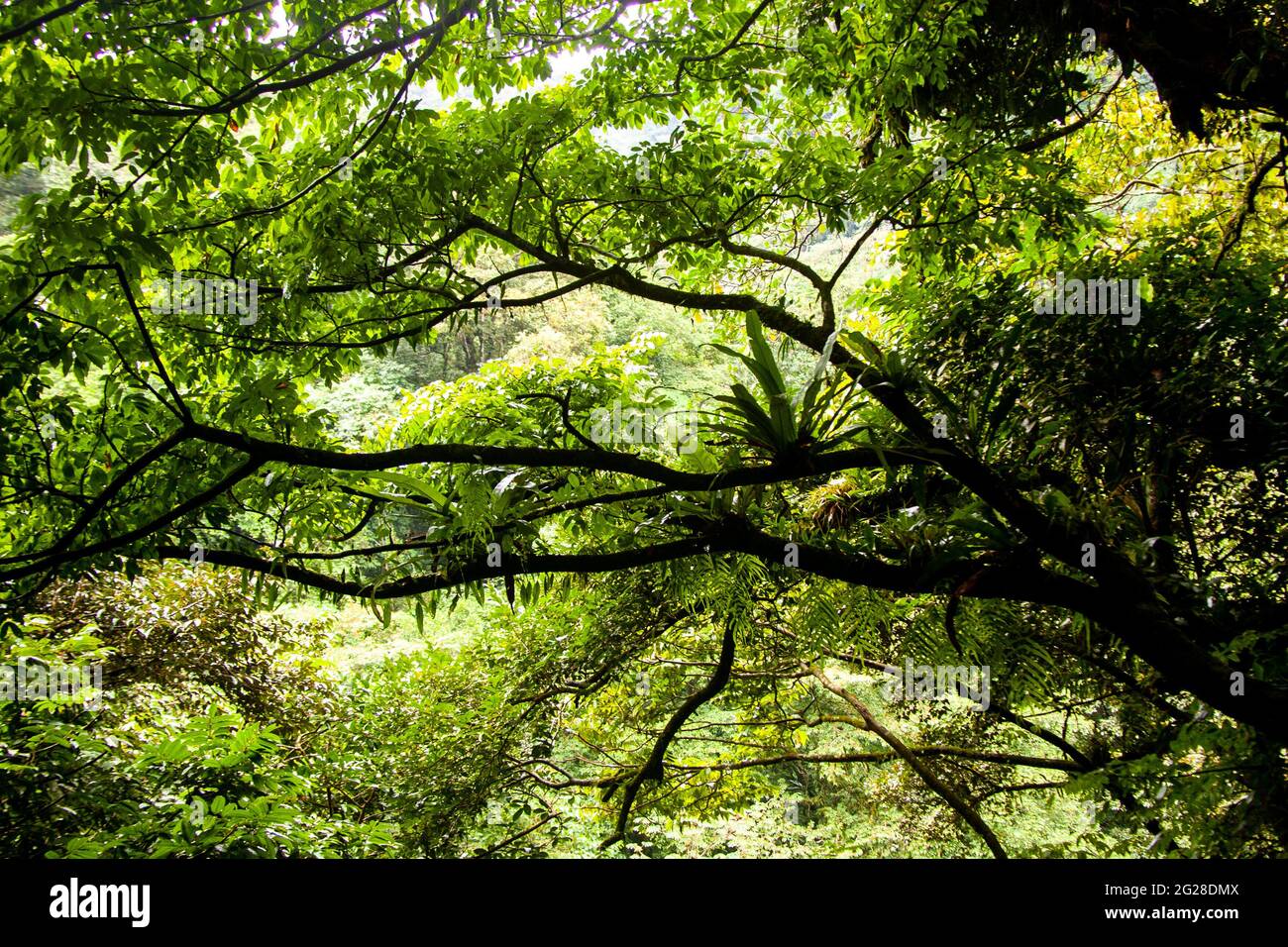 Adansonia digitata African Baobab Tree, fotografato al Parco Nazionale del Lago Manyara. Tanzania Foto Stock