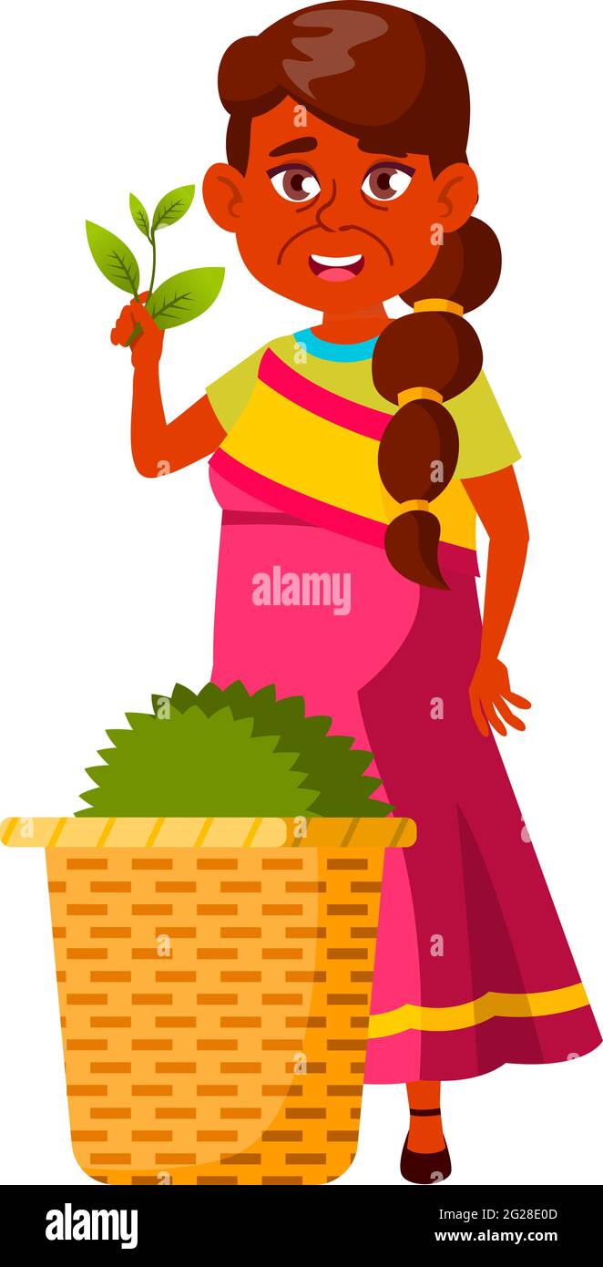 donna adulta indiana che mostra la raccolta del tè sul vettore cartoon piantagione Illustrazione Vettoriale