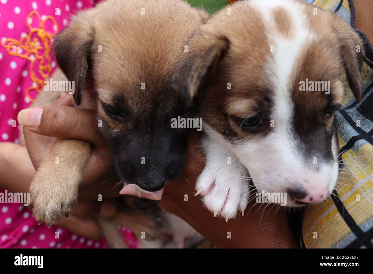 Simpatici cuccioli asiatici. Foto Stock