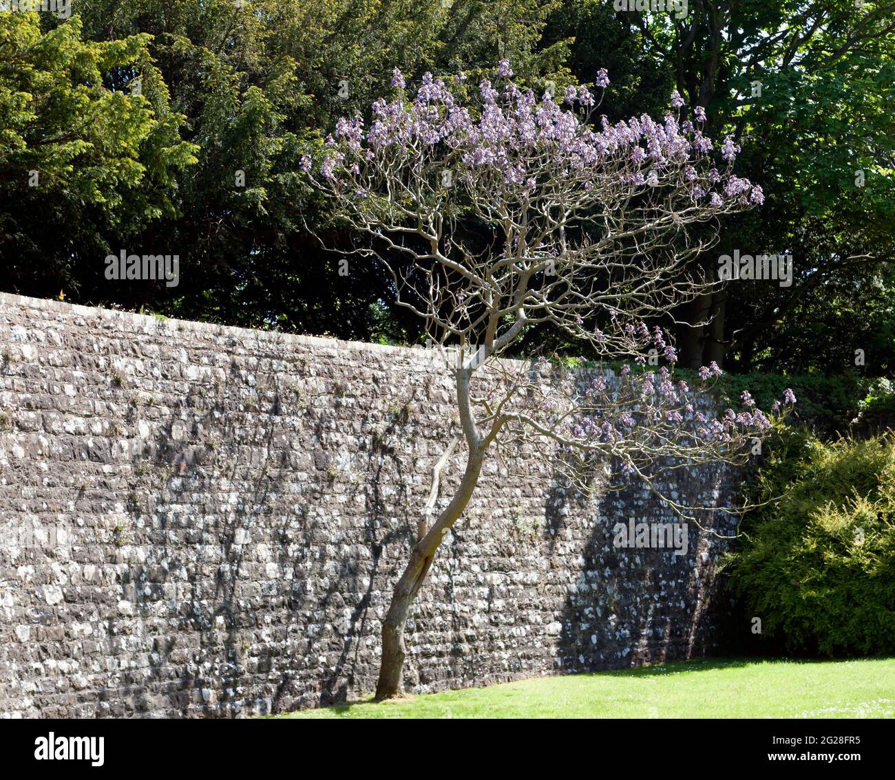 Albero con fiore, contro un muro, nei terreni del Castello di Walmer, Walmer, Kent Foto Stock