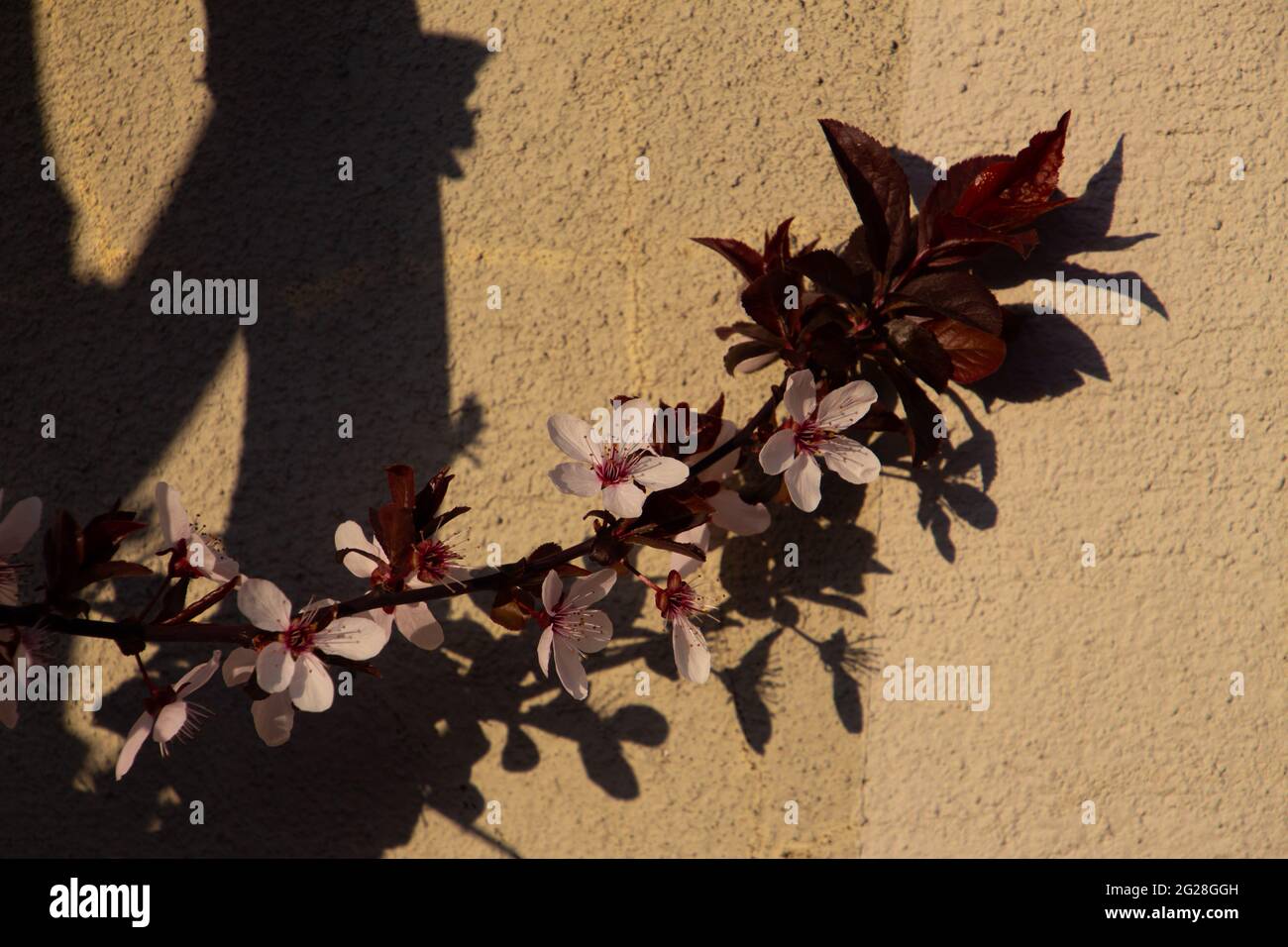 Primo piano di fiori di prugna di ciliegia, chiamato anche Prunus cerasifera o Kirschpflaume Foto Stock