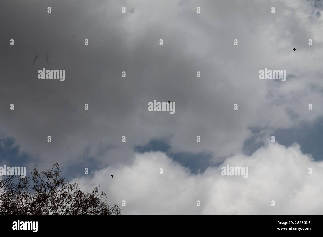 parco, giardino, cielo, uccelli, natura, libertà Foto Stock