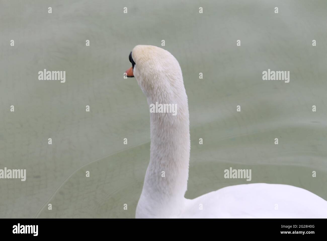 cigni anatre e oche nuotare in piscina nel parco culturale Foto Stock