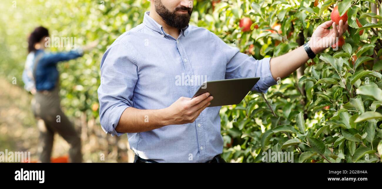 Gli agricoltori moderni lavorano in giardino, controllare la maturazione del raccolto. Business all'aperto Foto Stock