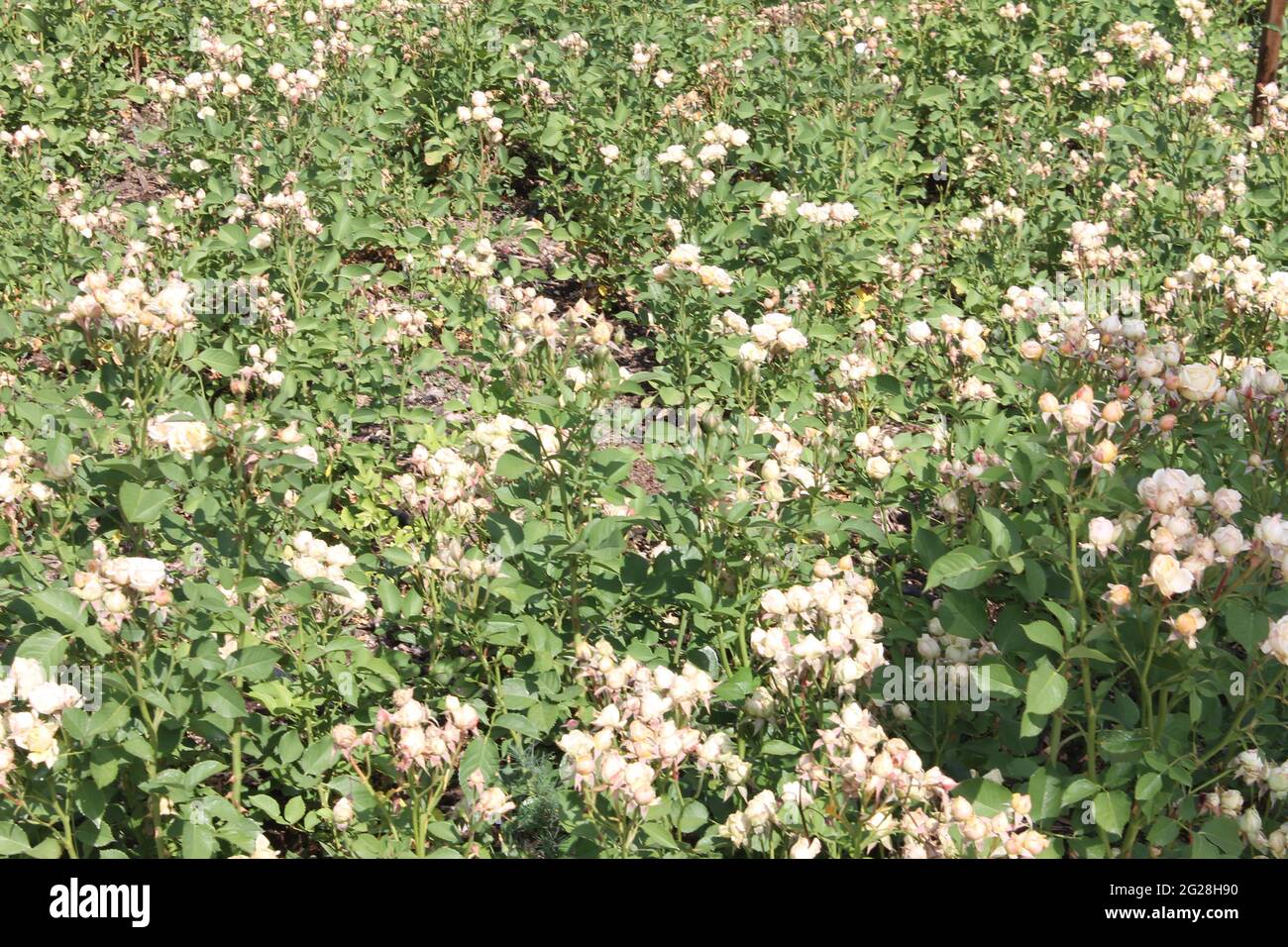 campo di rose bianche Foto Stock