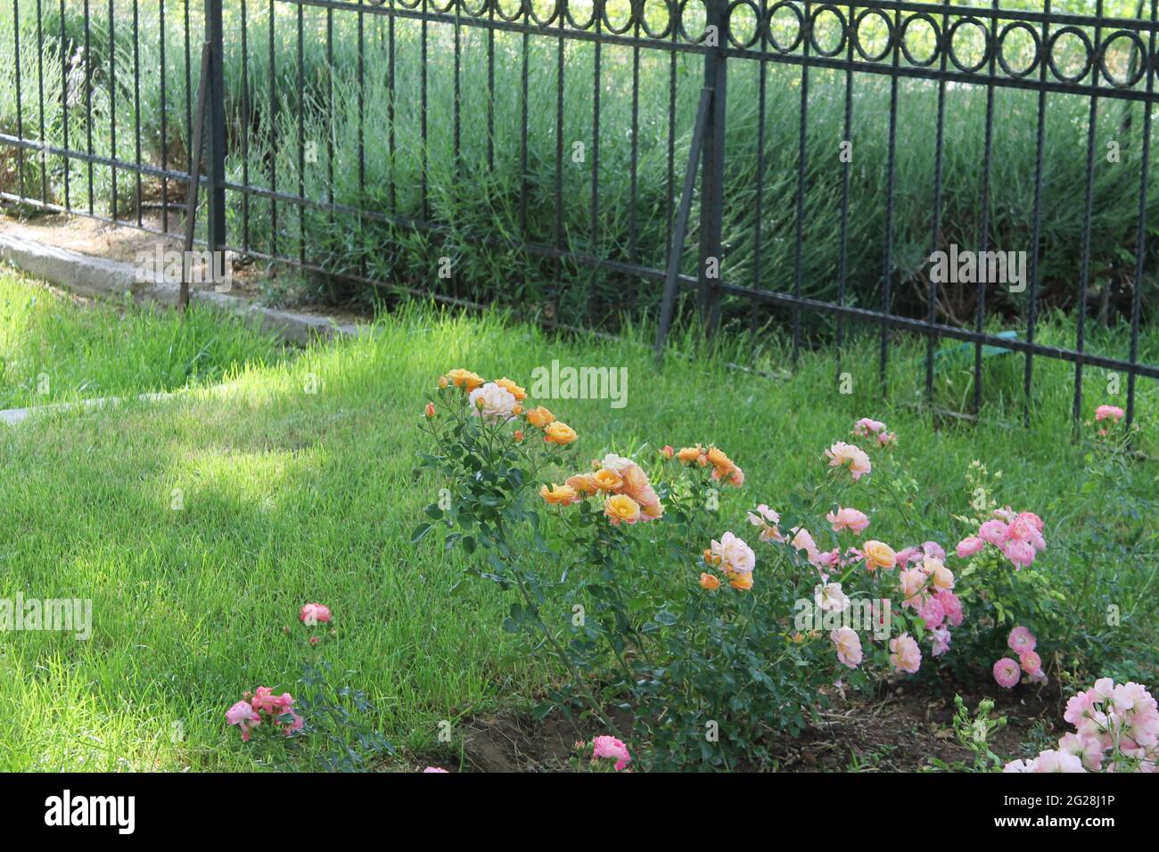 rose bianche, gialle, rosa in giardino Foto Stock