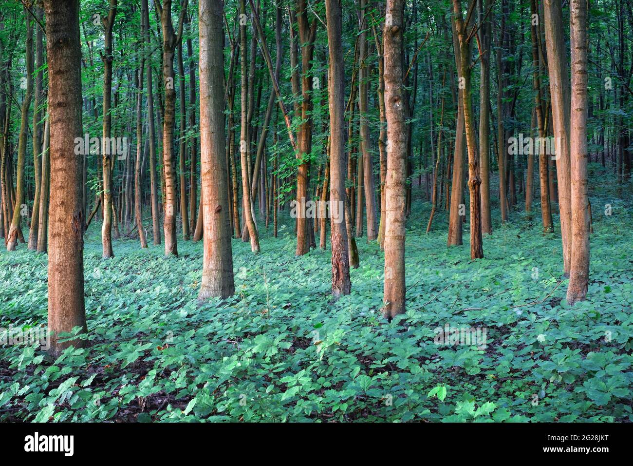 Giovani alberi di quercia piantine in foresta di querce. Natura boschi e alberi sfondo Foto Stock