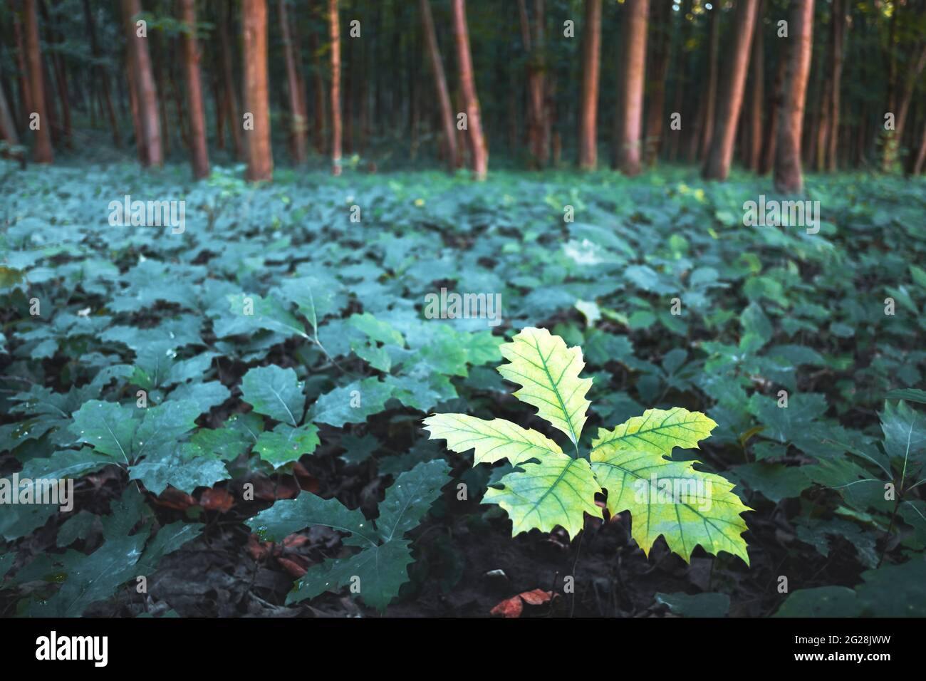 Giovani piantine di alberi di quercia nella foresta di querce. Natura boschi e alberi sfondo Foto Stock