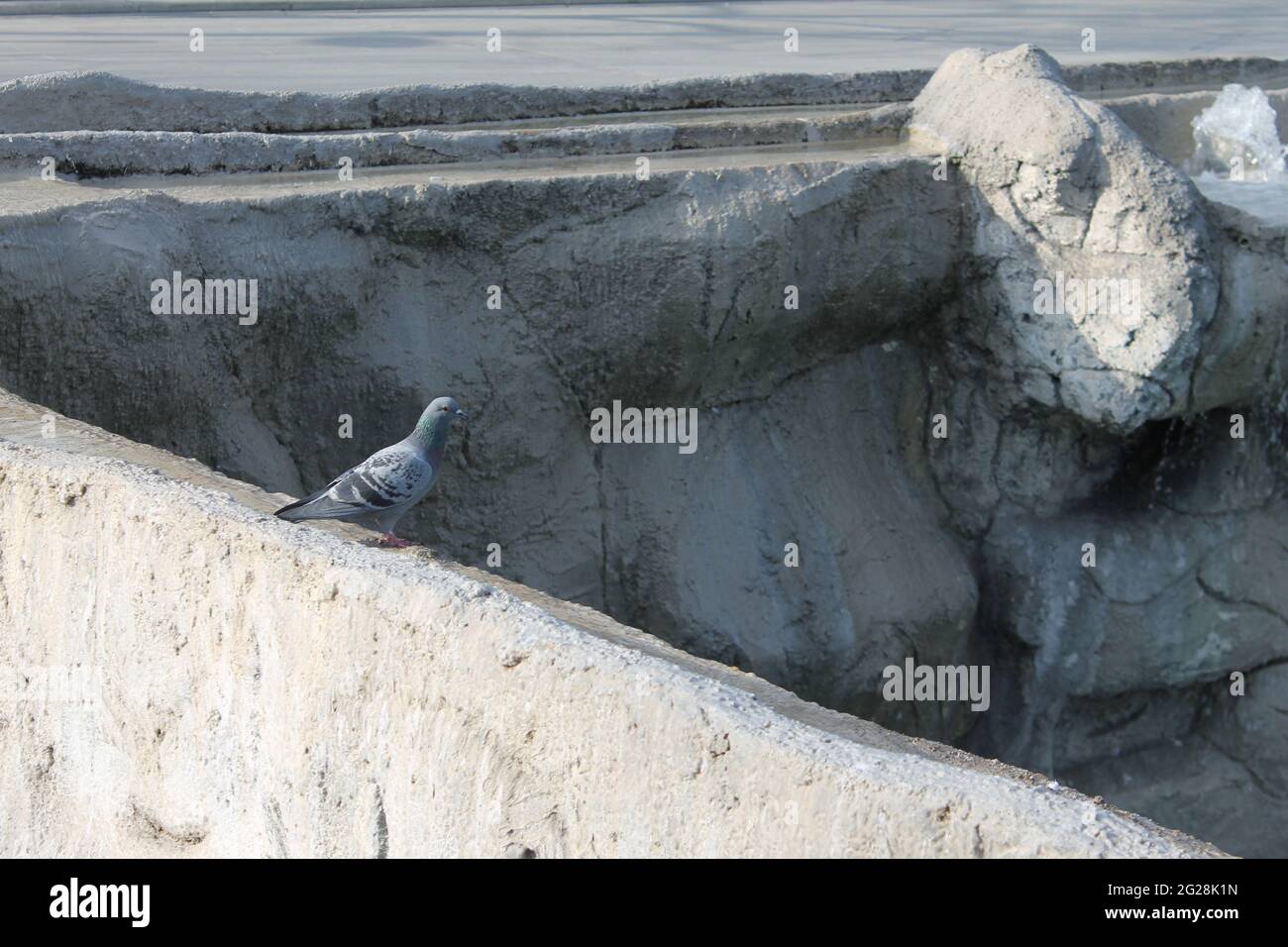 cigni, anatre, uccelli nel parco culturale Foto Stock