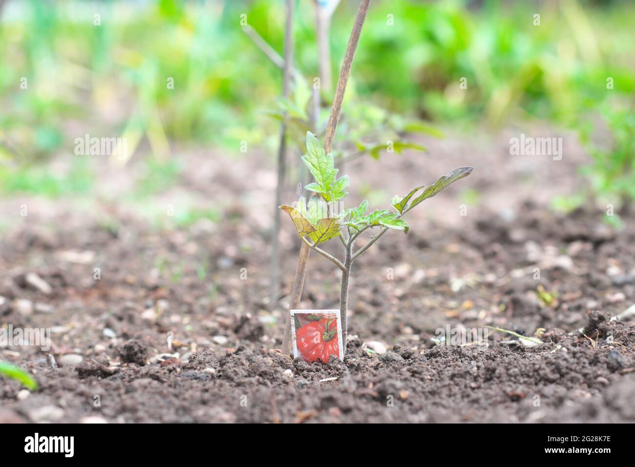 Beefsteak pomodoro pianta coltivare su un giardino di assegnazione di verdure nel giugno 2021 UK Foto Stock