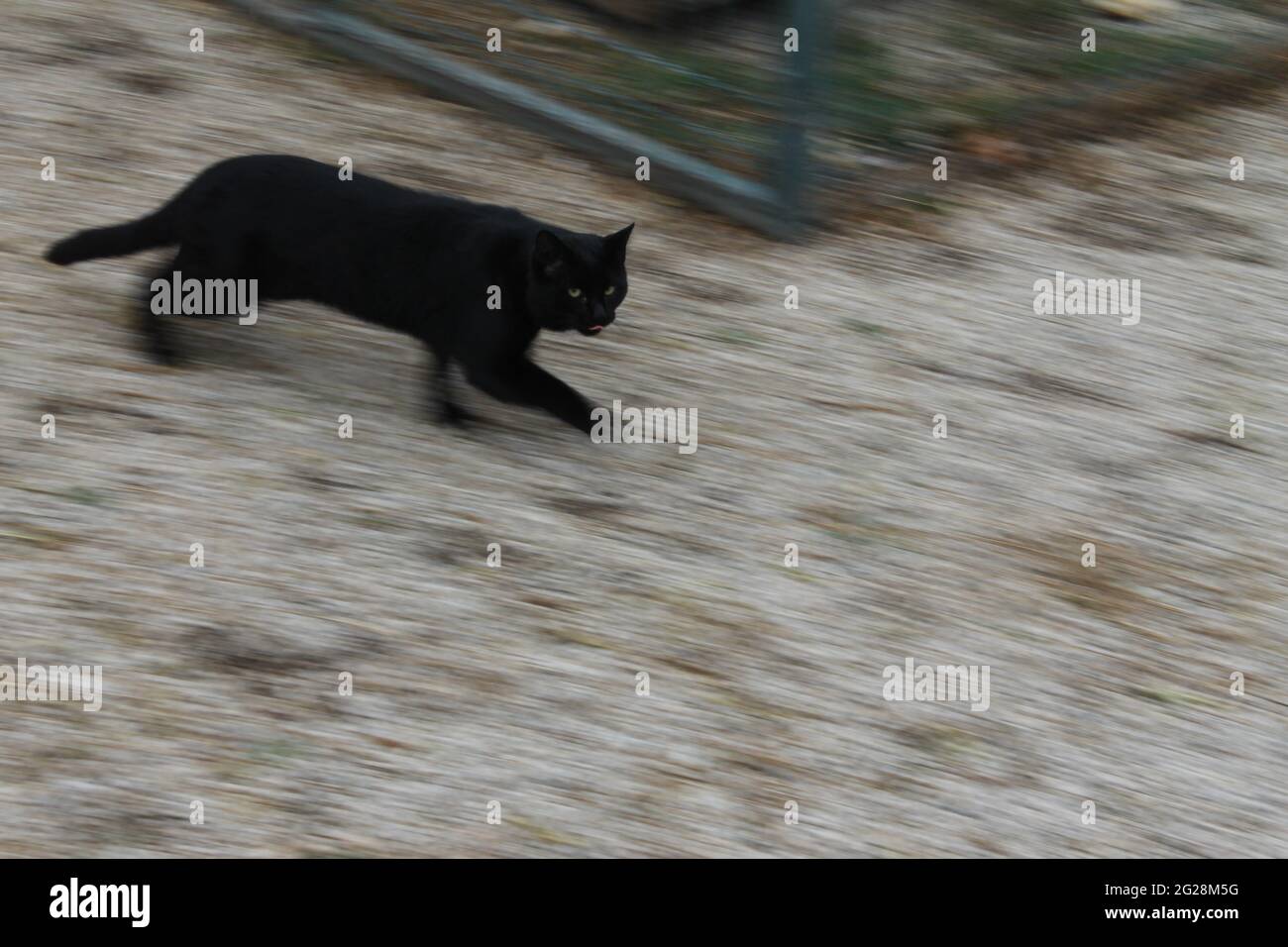 Gatto nero con gli occhi verdi Foto Stock
