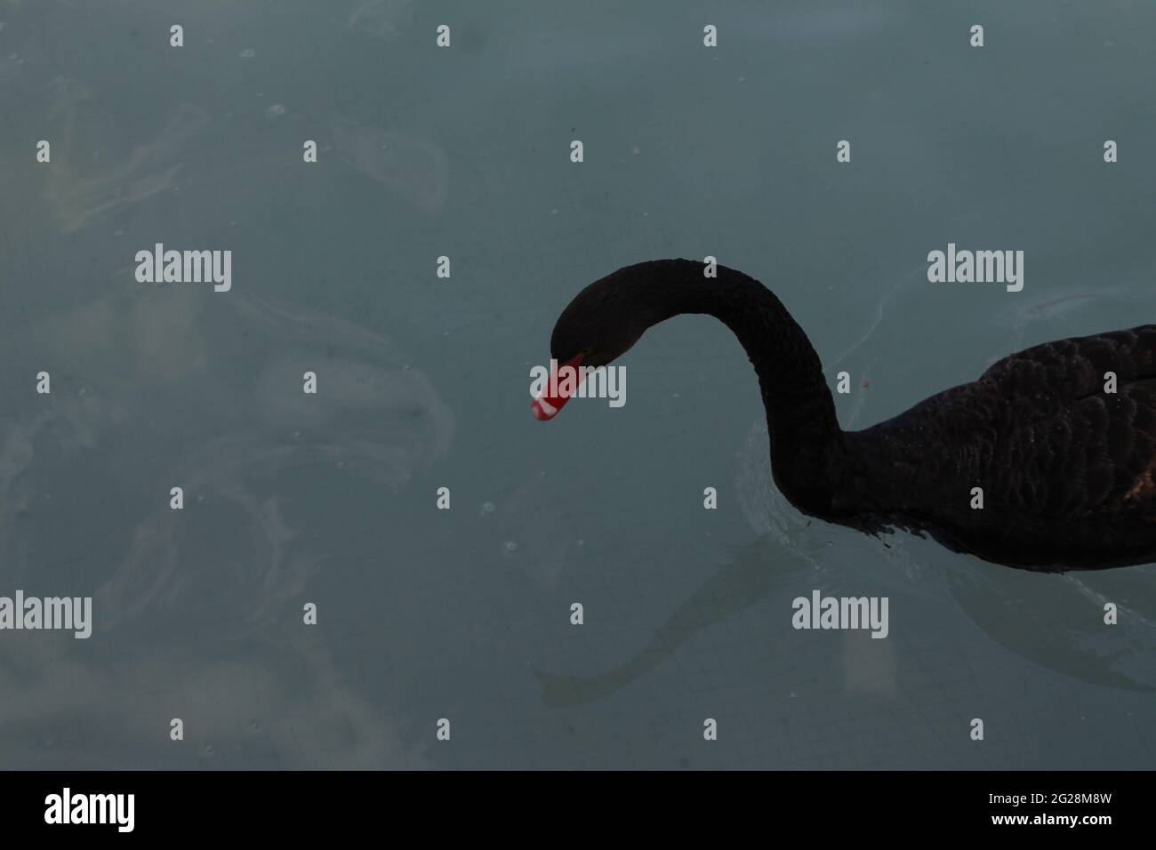 cigni, anatre, uccelli nel parco culturale Foto Stock