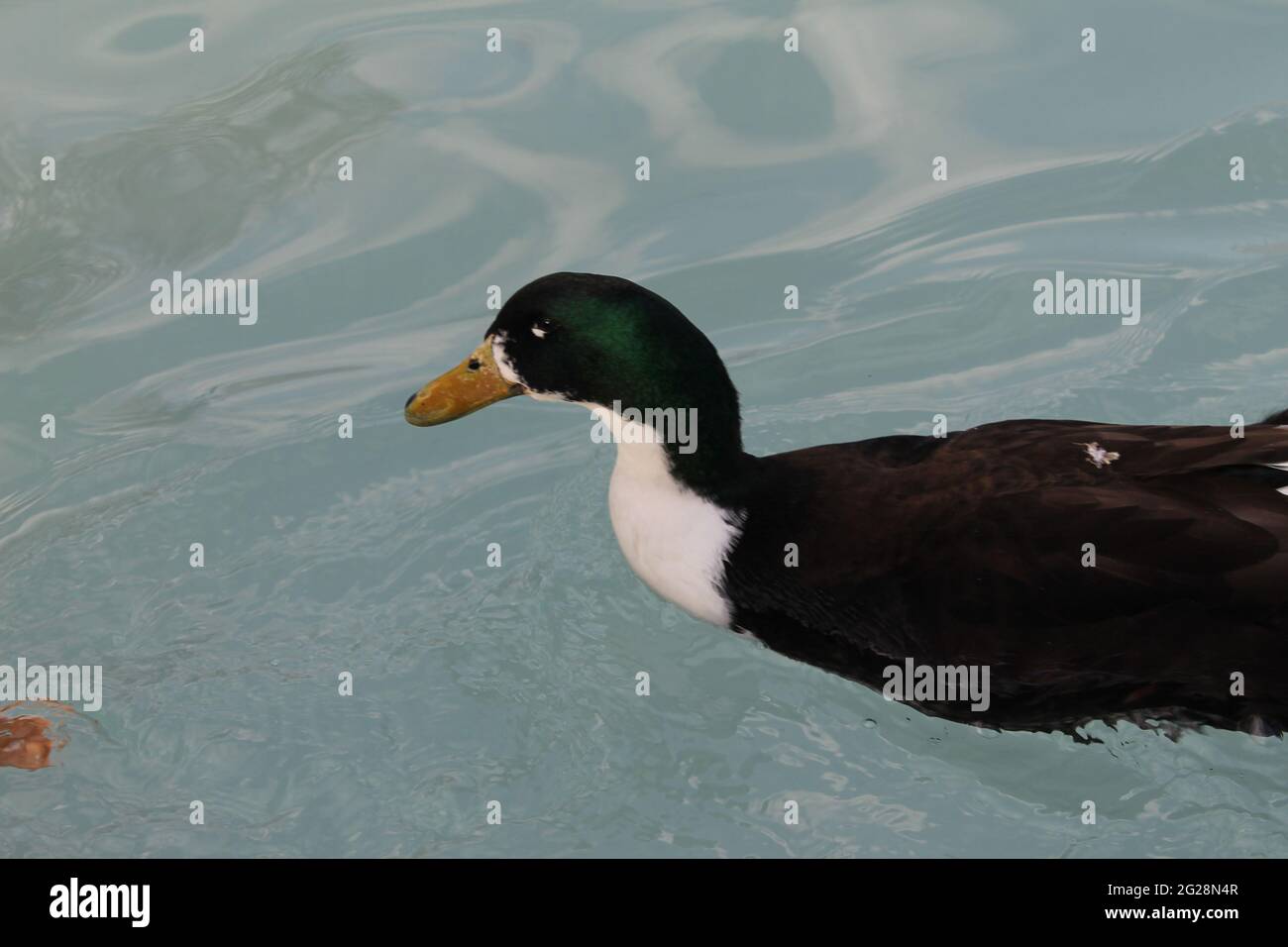 cigni, anatre, uccelli nel parco culturale Foto Stock