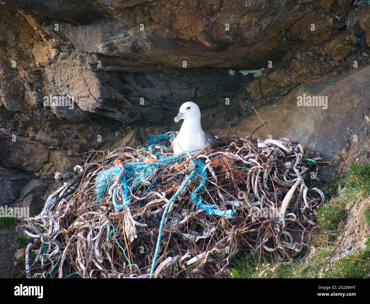 Un nido fulmar attivo che comprende rifiuti di plastica e metallo - preso vicino Collaster sull'isola di Unst a Shetland, Regno Unito. Foto Stock