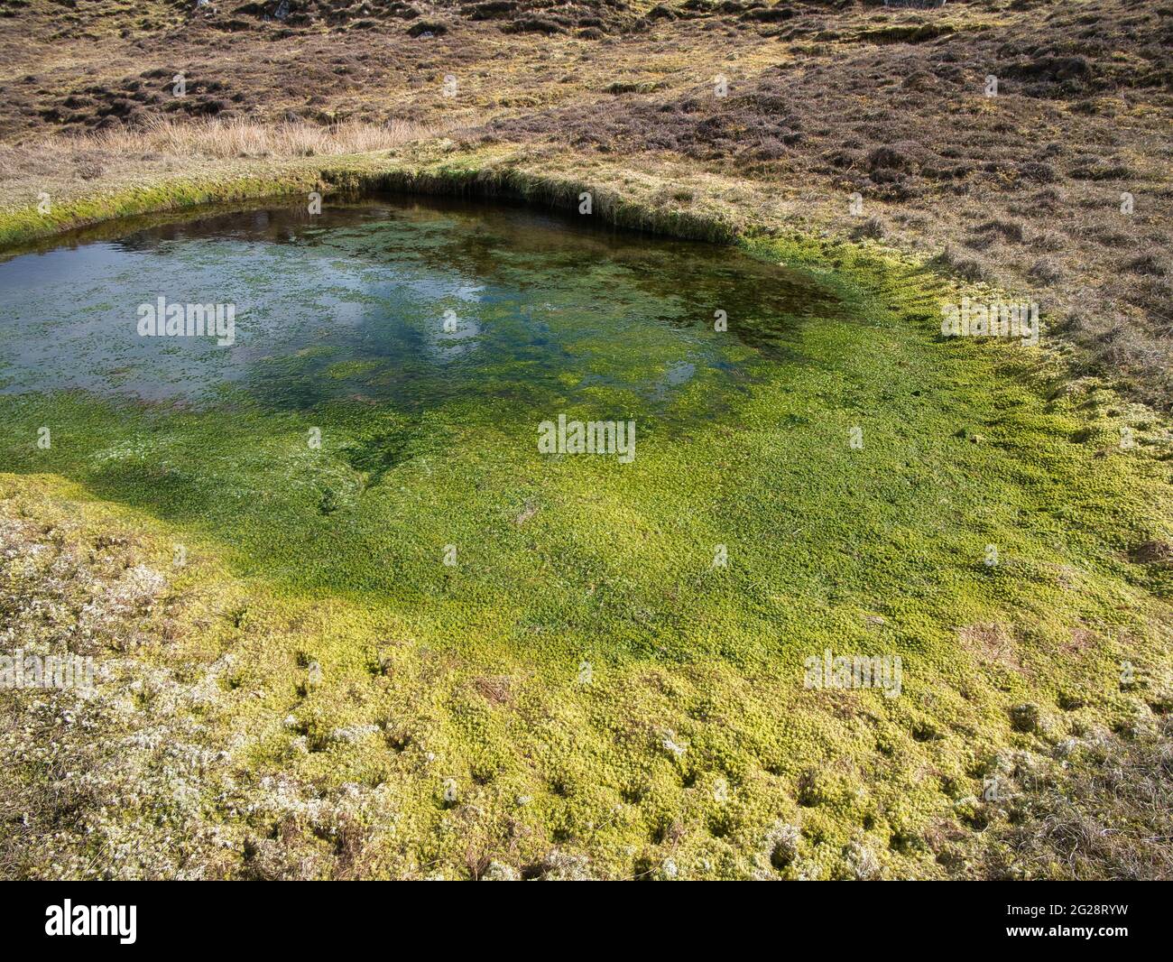 Crescita eccessiva di vegetazione verde brillante in una piscina d'acqua dolce sulla Lunna Ness, Shetland, Regno Unito Foto Stock
