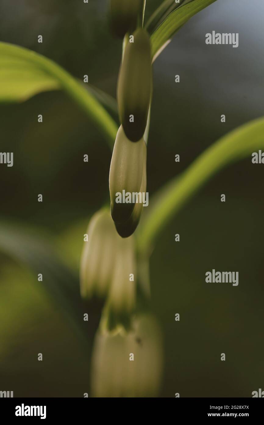 Polygonatum odoratum fiori bianchi-verdi. Fiore angolare del sigillo di salomone. Fiorisce il sigillo di Salomone profumato. Fiori di sigillo di salomone bianco-oro. Foto Stock