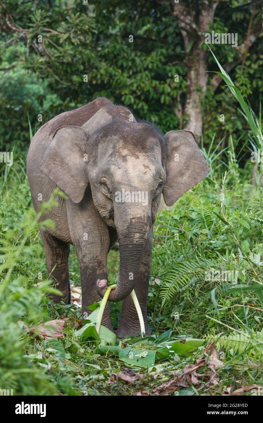 Elefanti pygmy del Borneo (Elephas maximus borneensis), che mangiano nella giungla del Borneo. Fiume Kinabatang, Borneo, Asia Foto Stock