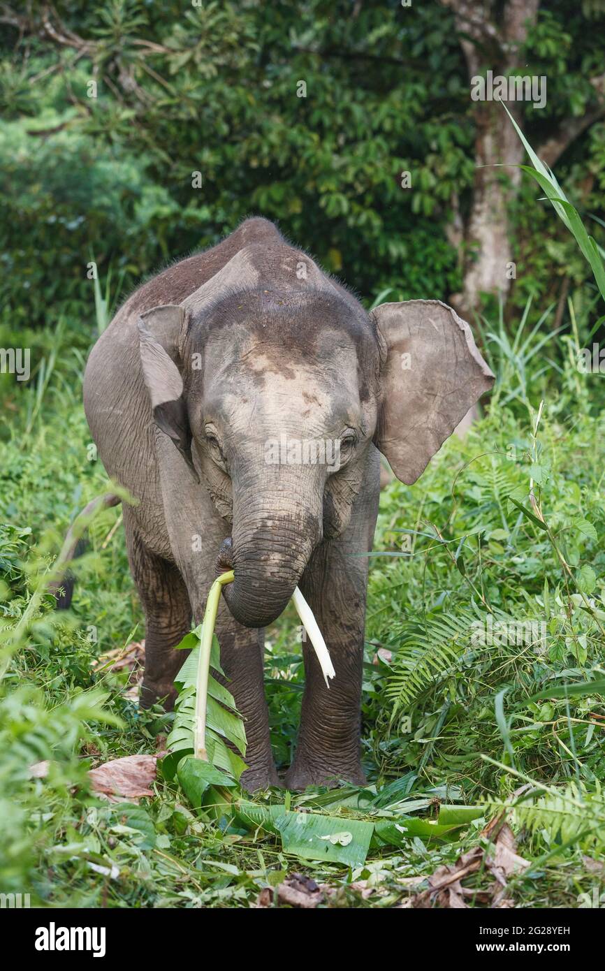 Elefanti pygmy del Borneo (Elephas maximus borneensis), che mangiano nella giungla del Borneo. Fiume Kinabatang, Borneo, Asia Foto Stock