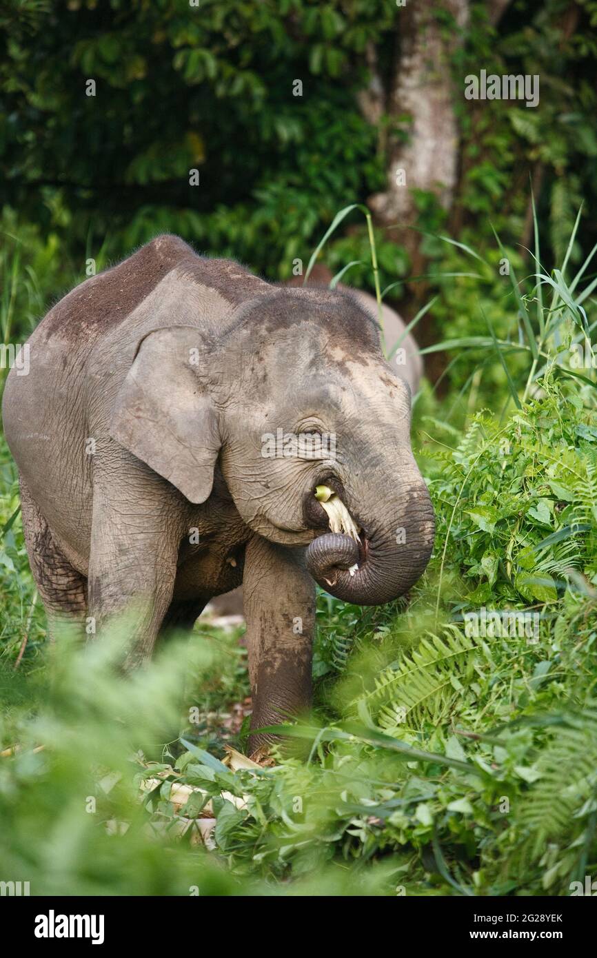 Elefanti pygmy del Borneo (Elephas maximus borneensis), che mangiano nella giungla del Borneo. Fiume Kinabatang, Borneo, Asia Foto Stock