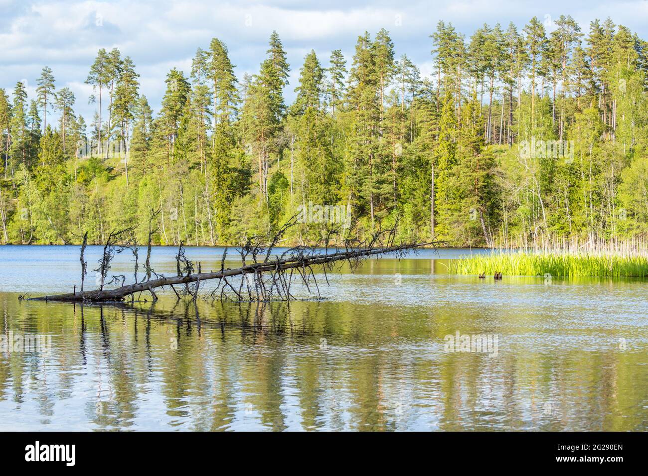 Lago di foresta con un albero morto Foto Stock