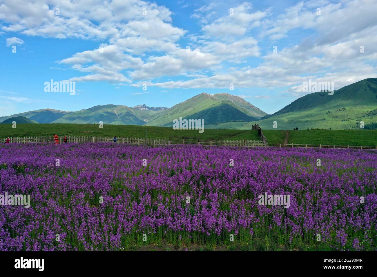 Hemu. 9 Giugno 2021. Foto scattata il 9 giugno 2021 mostra il paesaggio nel villaggio di Hemu di Kanas, nella regione autonoma di Xinjiang Uygur, nella Cina nord-occidentale. Credit: Notizie dal vivo Sadat/Xinhua/Alamy Foto Stock