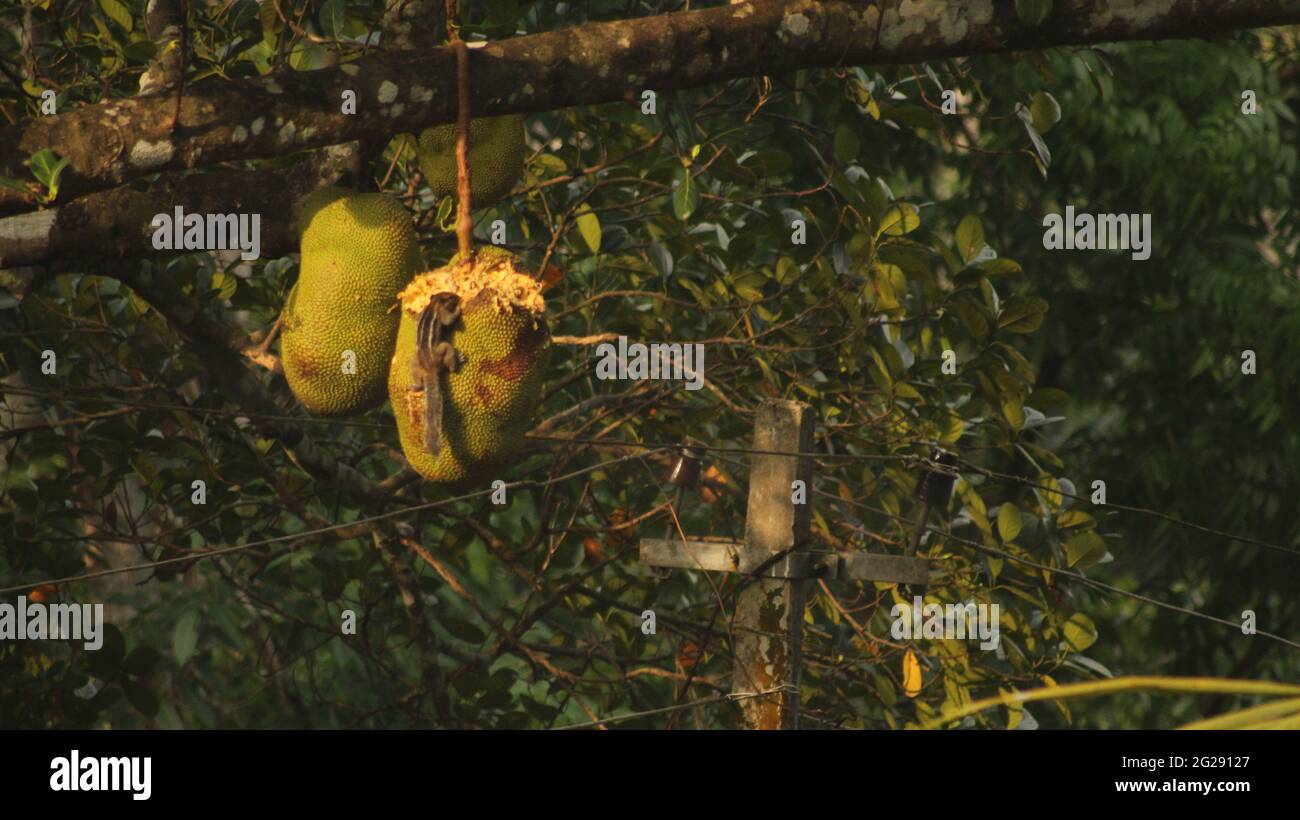 Scoiattolo che mangia felicemente un Jackfruit dall'albero di Jackfruit in Kerala, India. Animali che mangiano frutta e cibo nella foresta. Foto Stock