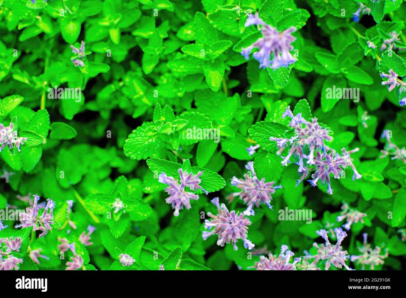 Primo piano di fioritura del balsamo di limone di piante aromatiche e medicinali, melissa officinalis. Messa a fuoco selettiva. Foto Stock