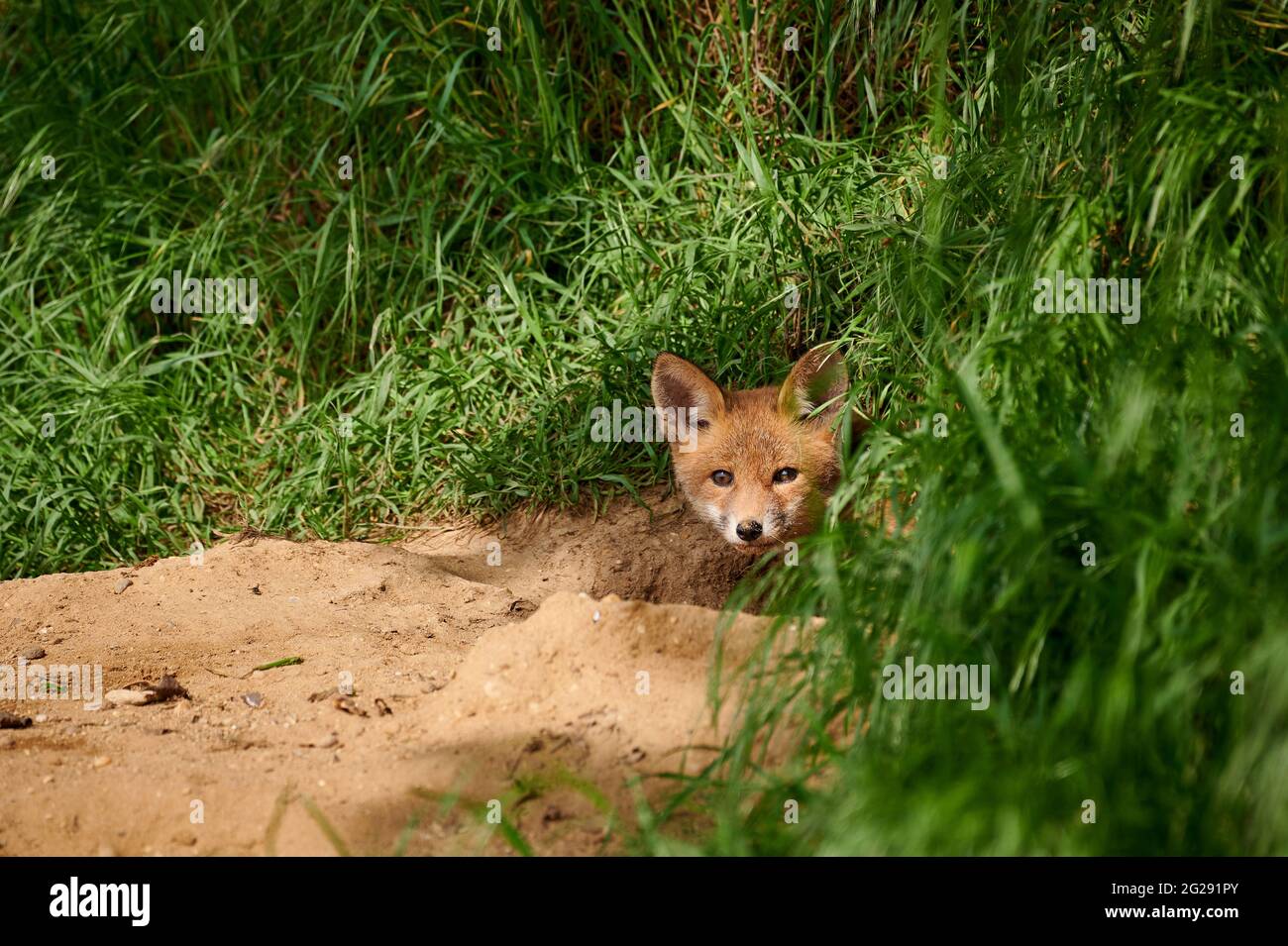 Volpe rossa (Vulpes vulpes), puppy volpe guardando fuori da den, Heinsberg, Nord Reno-Westfalia, Germania Foto Stock