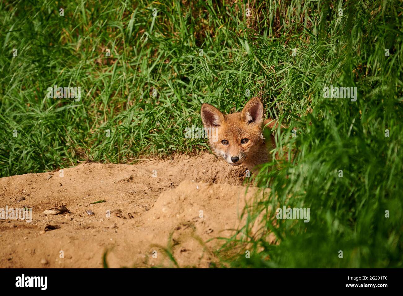 Volpe rossa (Vulpes vulpes), puppy volpe guardando fuori da den, Heinsberg, Nord Reno-Westfalia, Germania Foto Stock