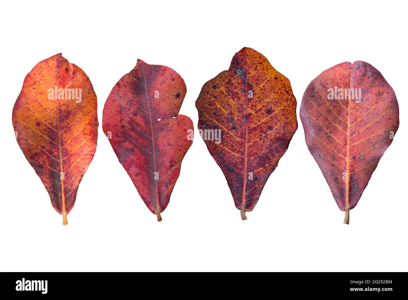 Primo piano su foglia arancione Terminalia catappa su sfondo bianco. Foto Stock