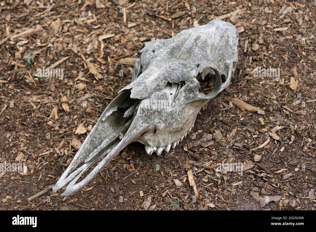 Cranio intemperie di un cavallo morto nella foresta. Un vecchio cranio a cavallo si trova a terra. Cranio osseo con denti Foto Stock