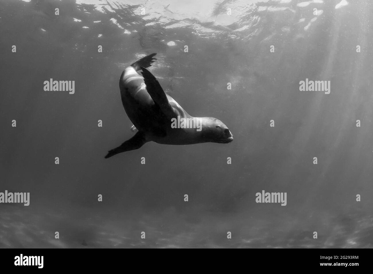 Leone marino sudamericano subacqueo, Penisola Valdes, Patagonia, Argentina. Foto Stock