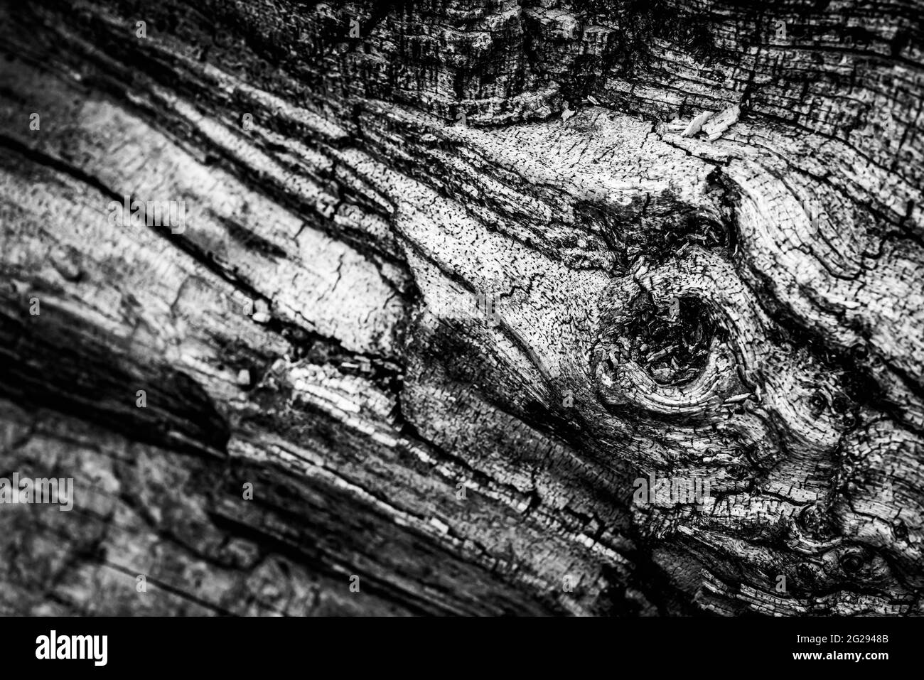 Un'immagine ravvicinata di un albero morto che mostra le linee, i contorni e le rughe di qualcosa che tecnicamente può essere morto, ma ancora appare molto vivo. Foto Stock