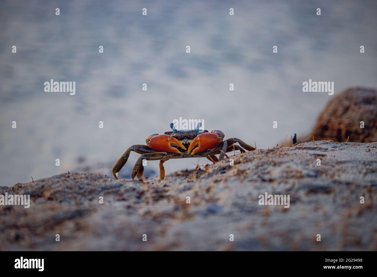 Primo piano di un singolo granchio rosso su una spiaggia di sabbia che guarda arrabbiato Foto Stock