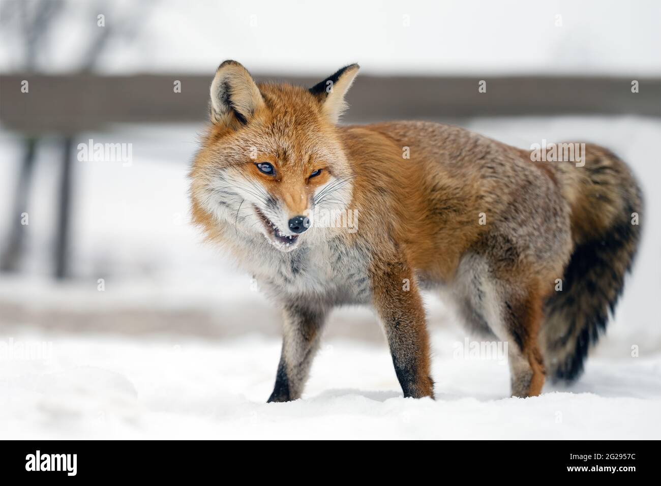 Ritratto di una volpe rossa in natura.. Foto Stock