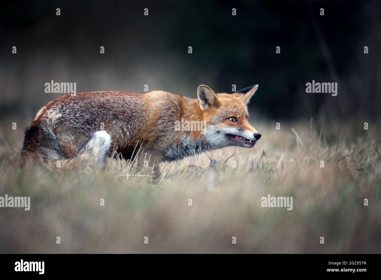 Ritratto di una volpe rossa in natura.. Foto Stock