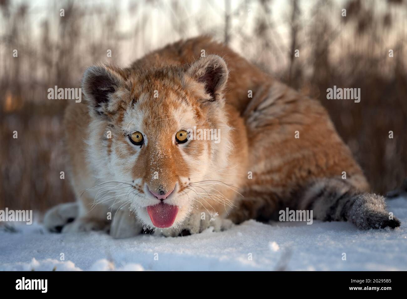 Un piccolo cucciolo di tigre gioisce della neve nuova. Foto Stock Un piccolo cucciolo di tigre gioisce della neve nuova. Foto Stock