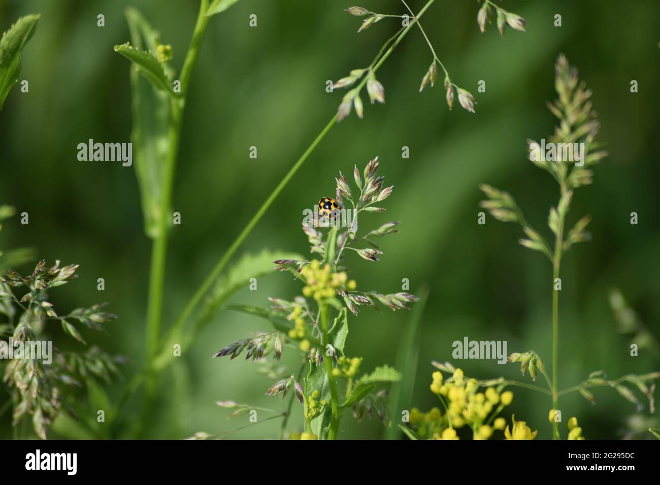 14-spot Ladybug su frutteto erba Foto Stock