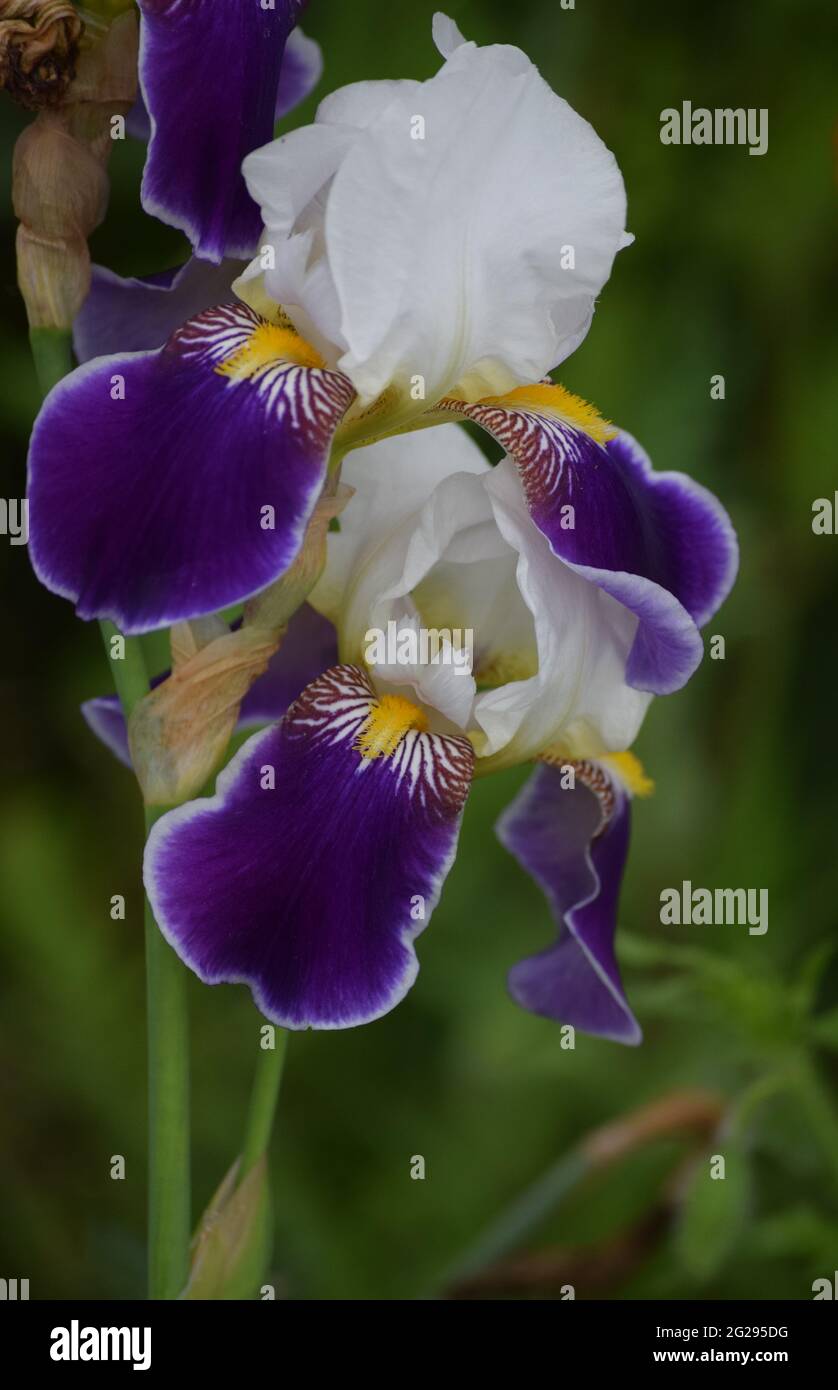 Iris tedesco bianco-violetto in pieno Bloom Foto Stock