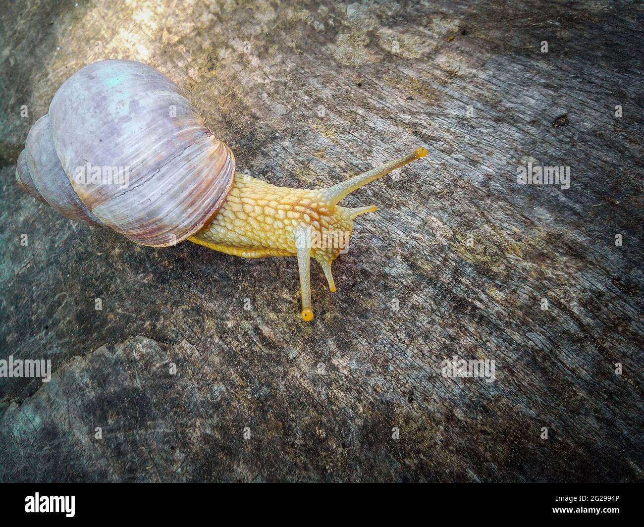 Primo piano di una lumaca che strizza su un asse di legno Foto Stock