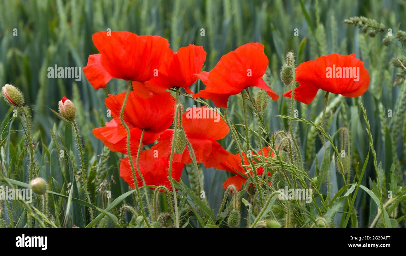 Primo piano in fiore papaveri in cornfield Foto Stock