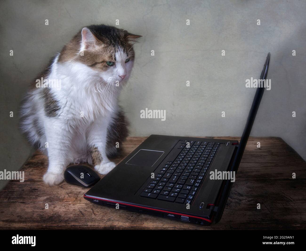 Un bel gatto morbido si siede davanti a un computer portatile e guarda il monitor Foto Stock
