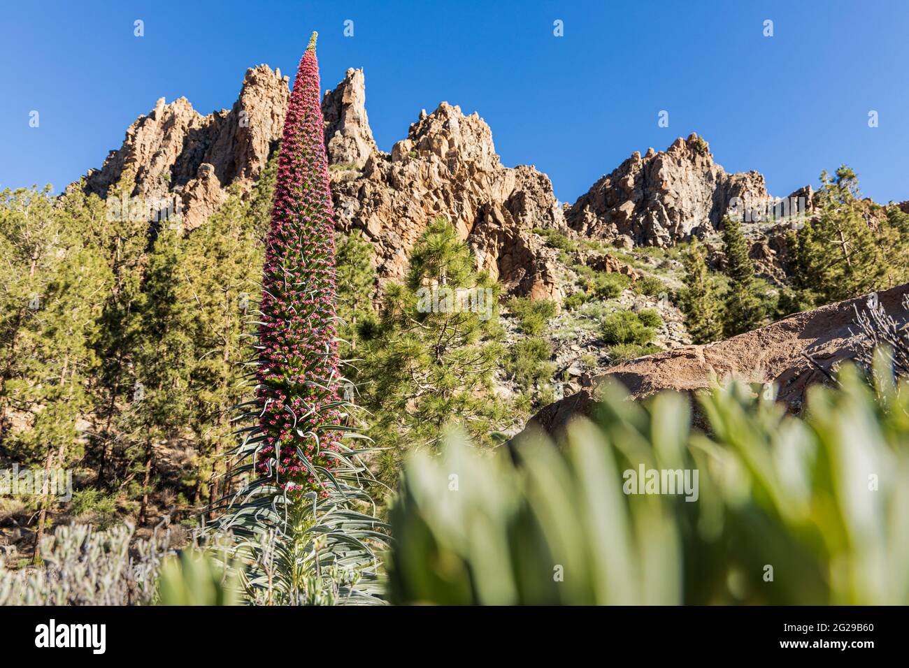 Echium wildpretii, Tajinaste rojo, Teide bugloss, impianto di fioritura rossa nel Parco Nazionale Las Canadas del Teide, Tenerife, Isole Canarie, Spagna Foto Stock