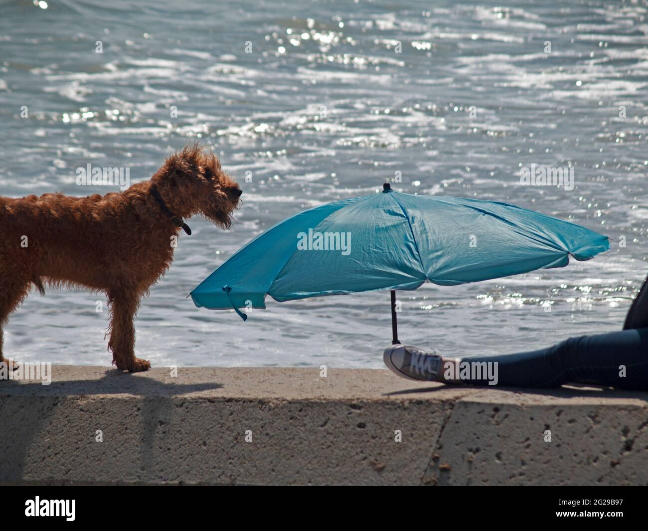 Un cane alla spiaggia di Brighton Foto Stock