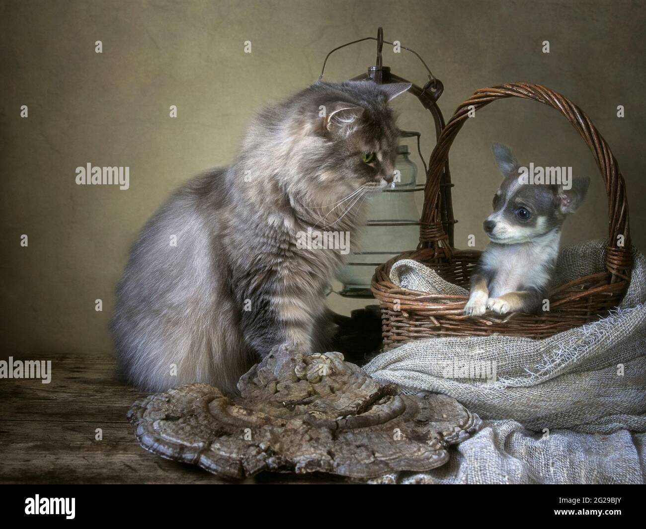 Gatto Siberiano grigio e piccolo cucciolo chihuahua Foto Stock