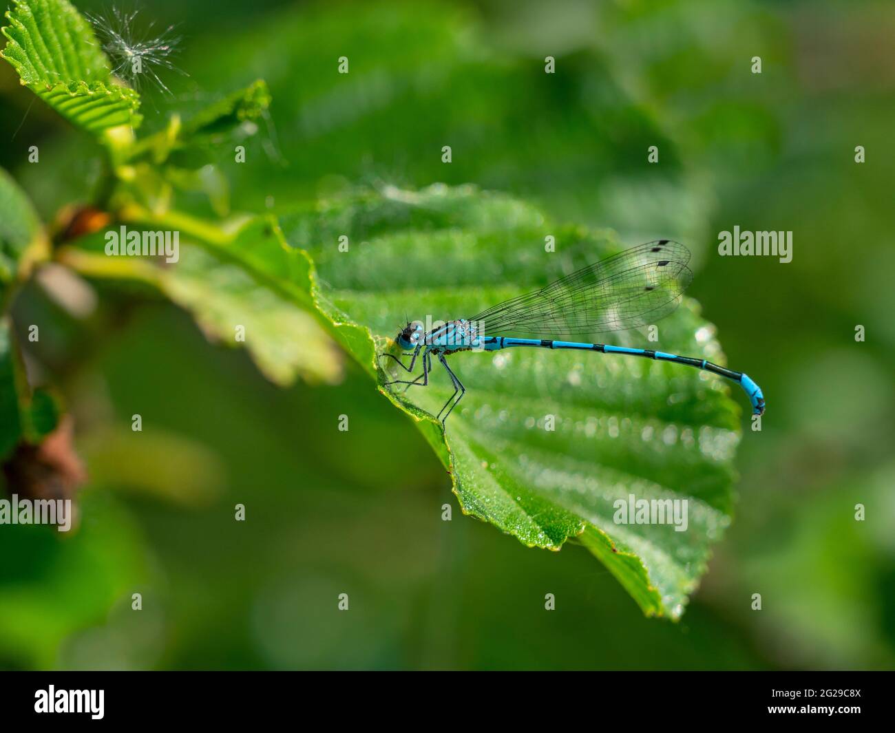 Comune Blue Damselfly Enallagma ciathigerum mangiare afide Foto Stock