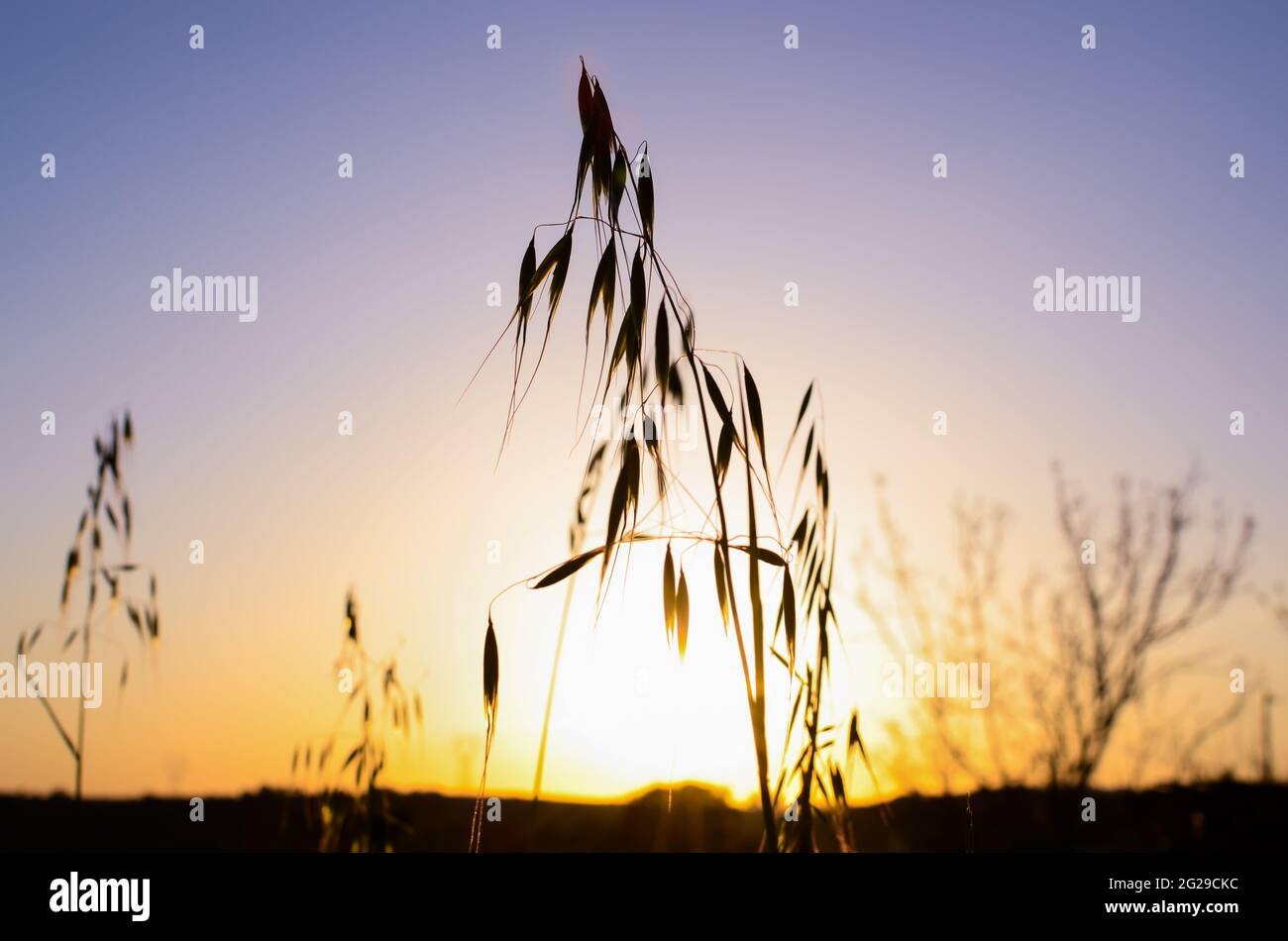 Erba silhoueted contro il cielo di tramonto viola e oro Foto Stock