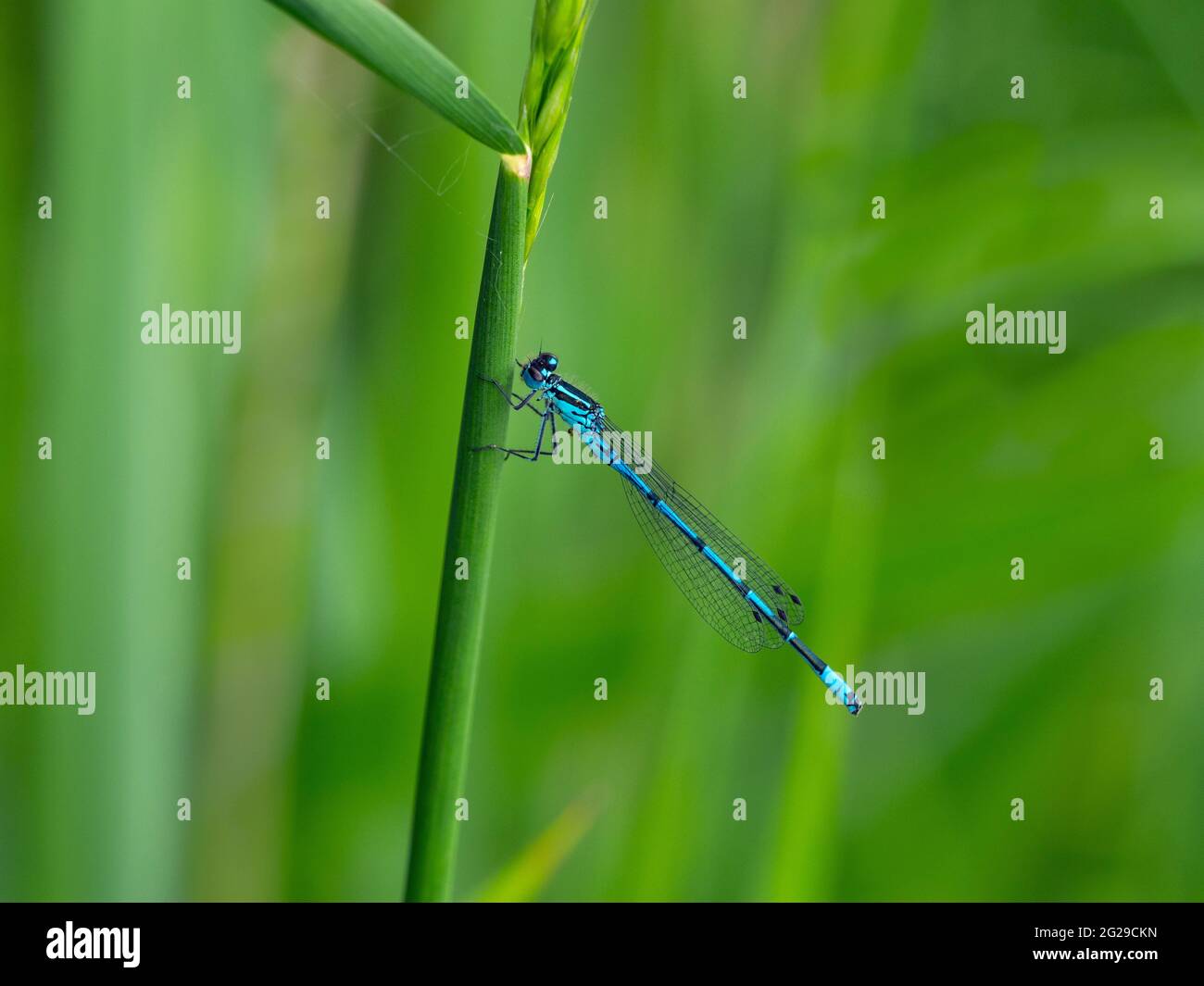 Comune Blue Damselfly Enallagma cyathigerum su canna Foto Stock
